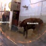 Kafaya balyozu yedin!